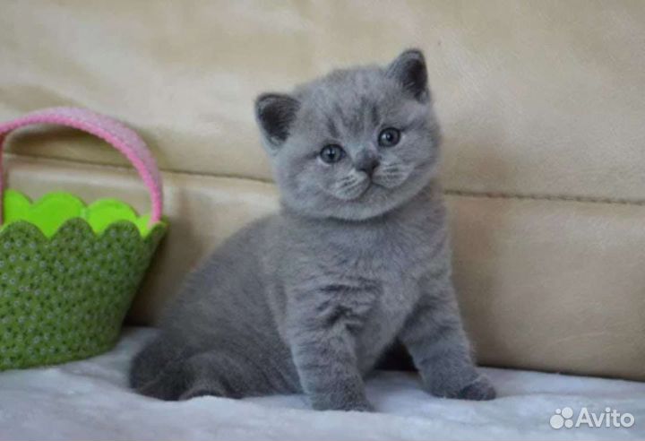 Шотландские котята