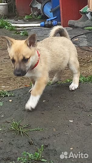 Щенята 1,5 мес