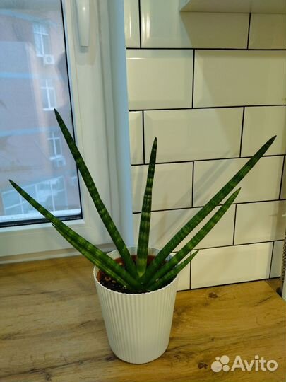 Сансевиерия