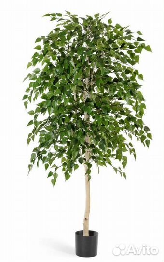 Саженцы липы,березы