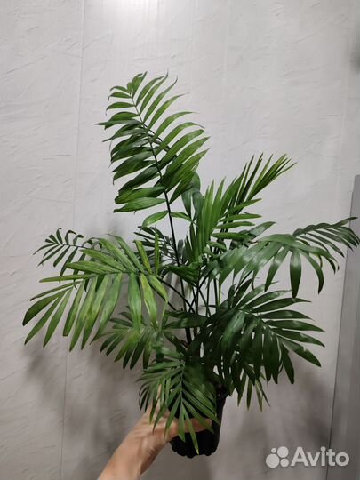 Пальма Хамедорея