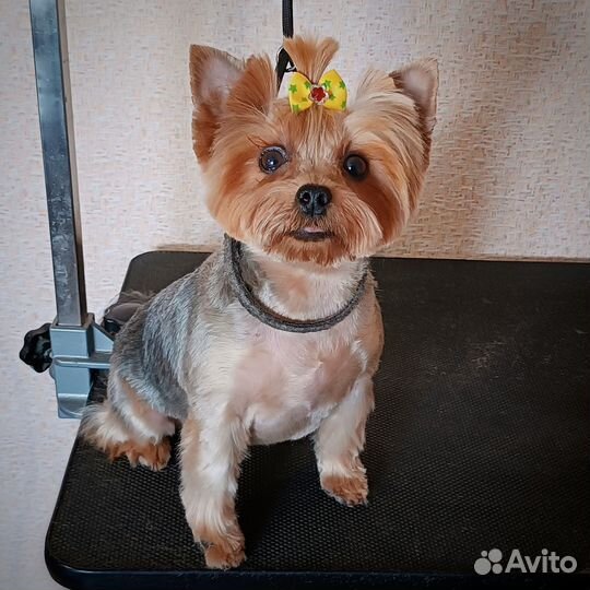 Стрижка собак, р-н Технологического университета