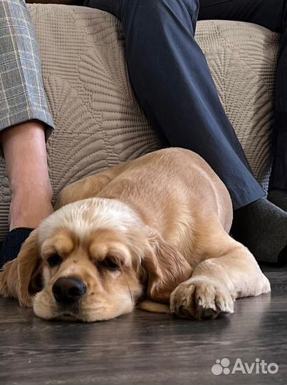 Кокер спаниель