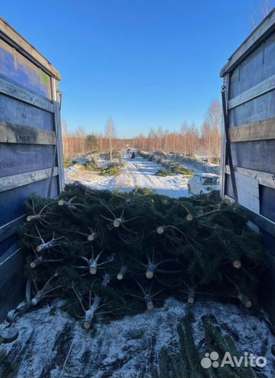 Сосна сентябрьская новогодняя опт