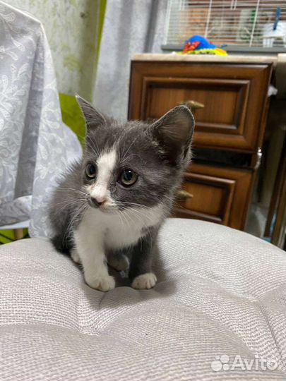 Котенок Буся