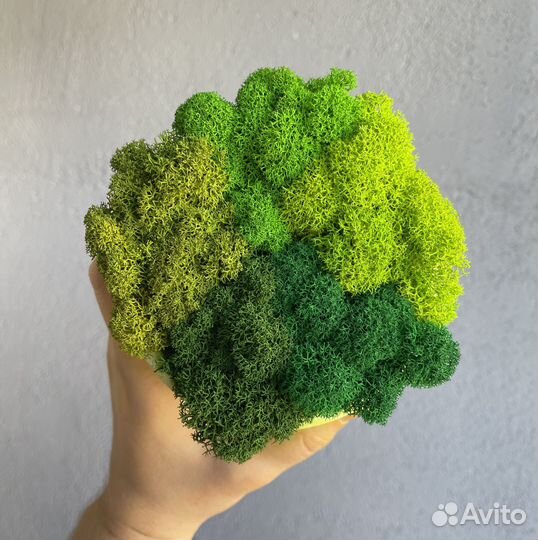 Стабилизированный мох ягель Оливковый