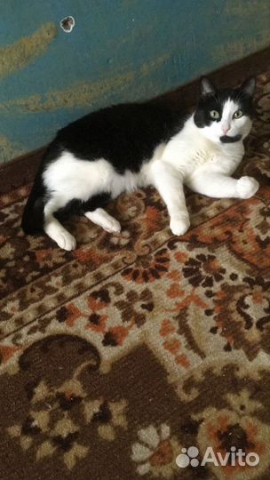 Кошка