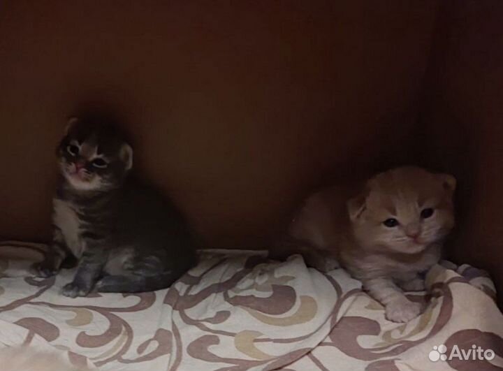 Котëнок, в добрые руки, девочка