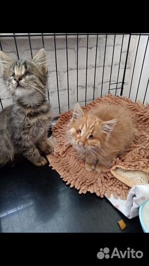 Особенный котенок