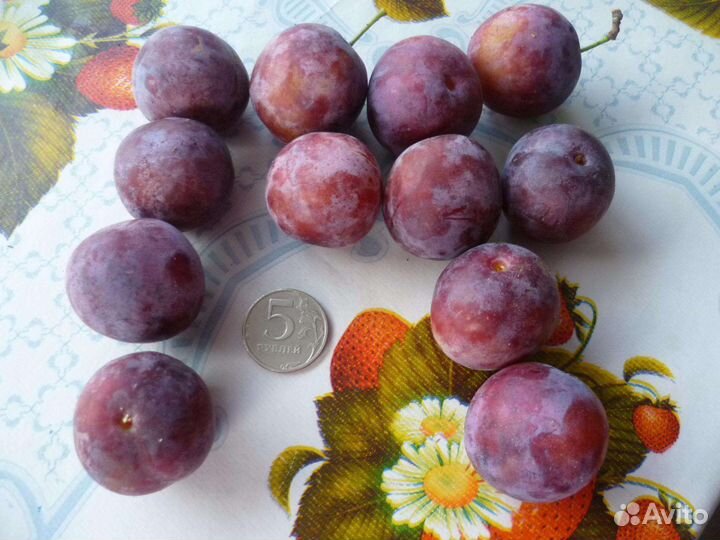 Плодовые деревья.кустарники и лианы