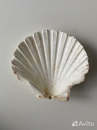 Ракушка морская большая