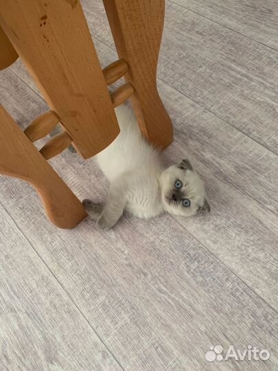 Продам котенка