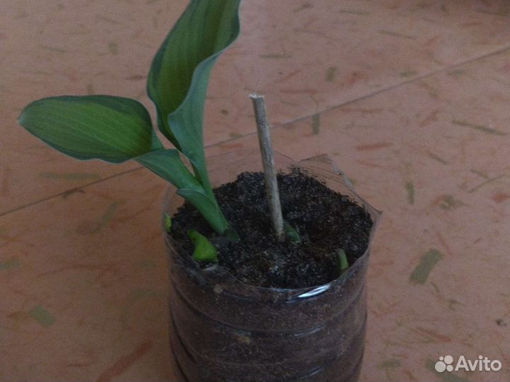 Хоста цветы