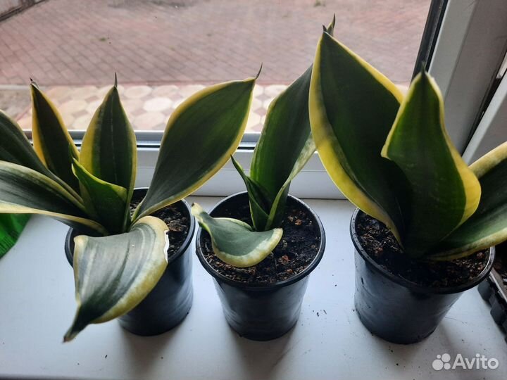 Комнатные цветы