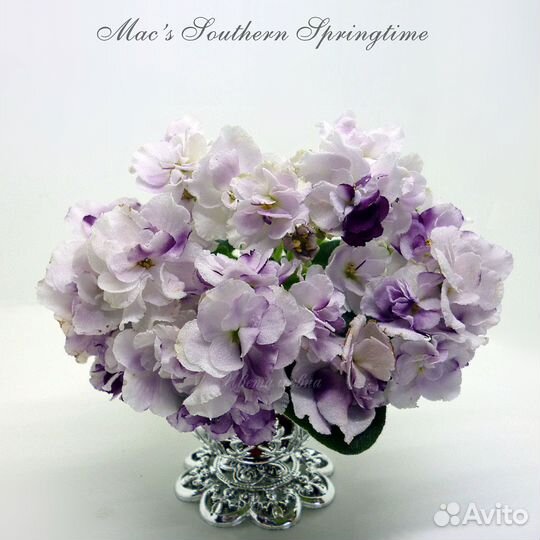 Черенки сортовых миниатюрных фиалок