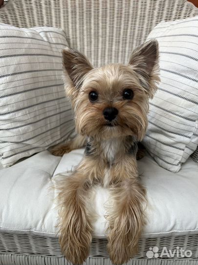Йоркширский терьер щенок