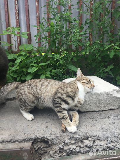 Отдам в добрые руки