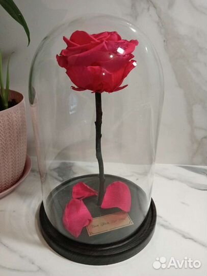 Вечная роза в колбе, кинг