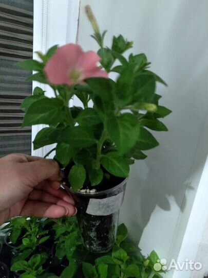 Сурфиния 500мл