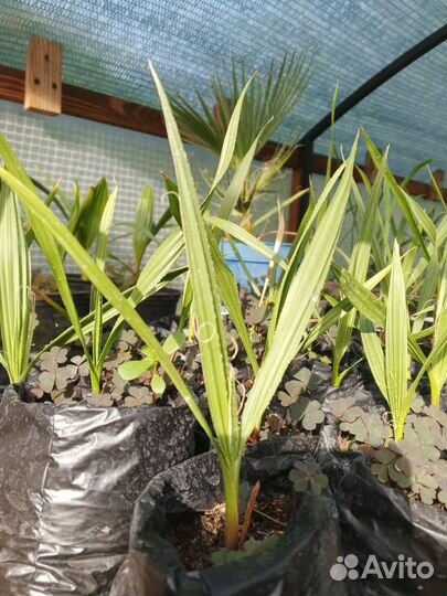 Саженцы пальм Сабаль малый и Вашингтония