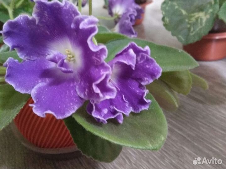 Сенполия