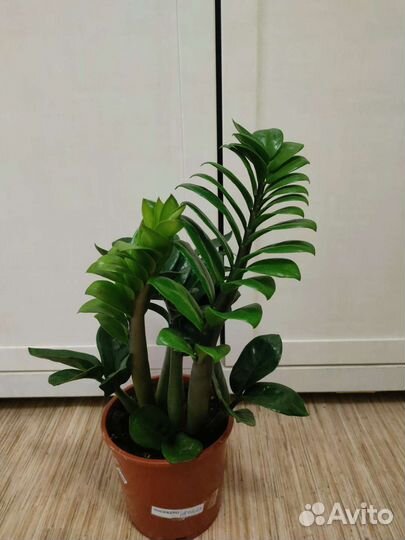 Замиокулькас Зензи