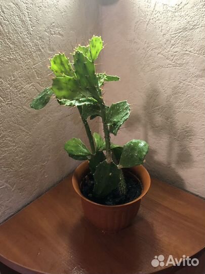 Комнатные растения цветы