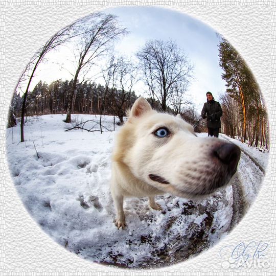 Sigma AF 8 mm f/3.5 EX DG (для CAN.)