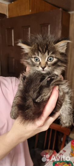 Кот Сибирский