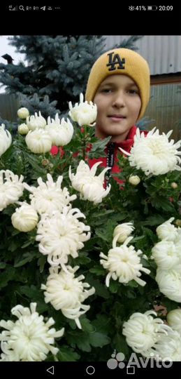 Продам комнатные хризантемы. От 500р