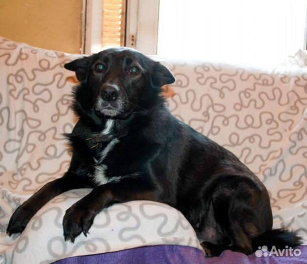 Собака Майли