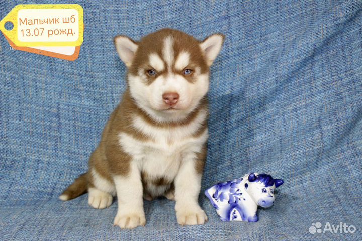 Щенки сибирской хаски