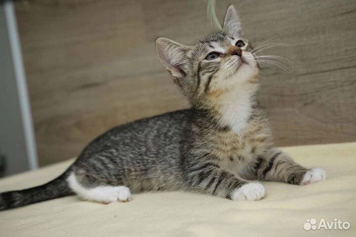 Котенок мальчик 2 мес