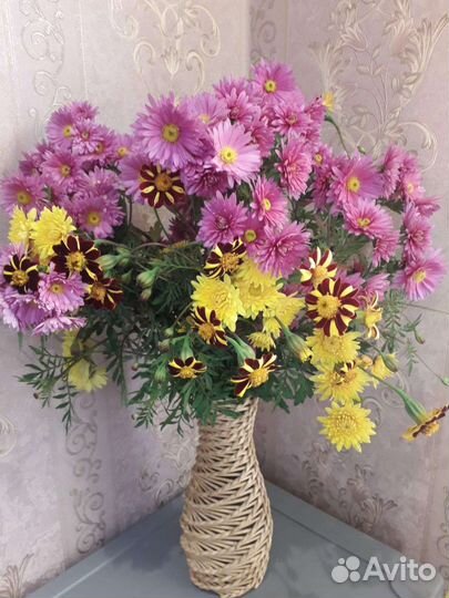Хризантема,астра многолетняя(сентябрина)