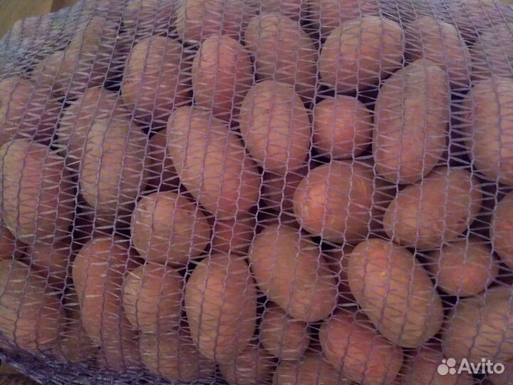 Картофель сортовой