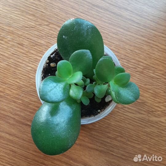 Крассула (Толстянка, денежное дерево)