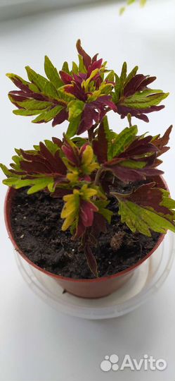 Комнатные растения