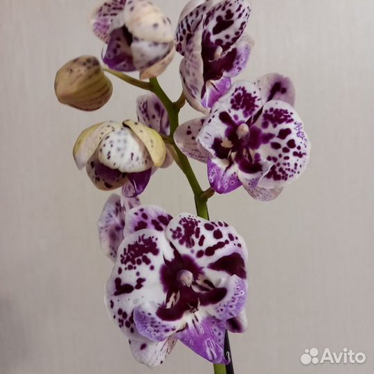 Орхидея фаленопсис биг лип в ассортименте цветущие