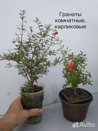 Бугенвиллии, мурайя, дуранда, карликовый гранат