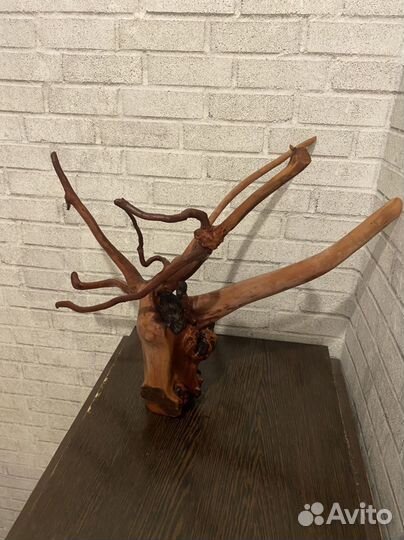 Коряга