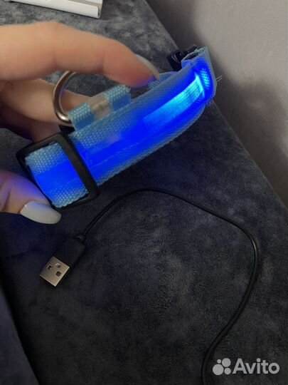 Светящийся ошейник