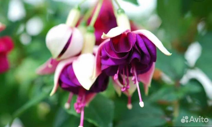 Фуксии сортовые