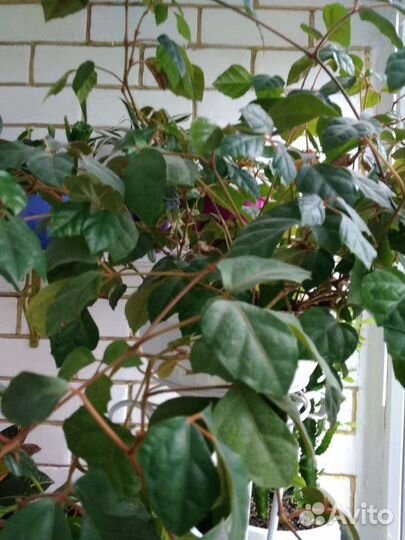 Комнатные цветы