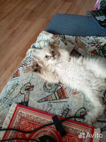 Отдам пушистика котенка в добрые руки