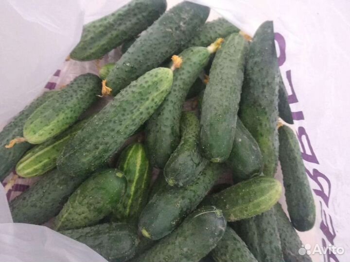 Огурцы свежие домашние