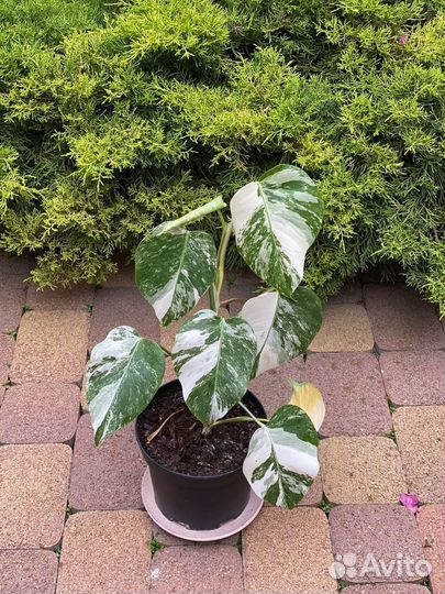 Монстера вариегатная альба