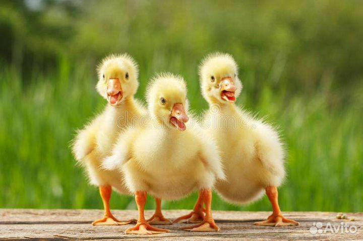 Гусята суточные Линда, утята, муларды и тд