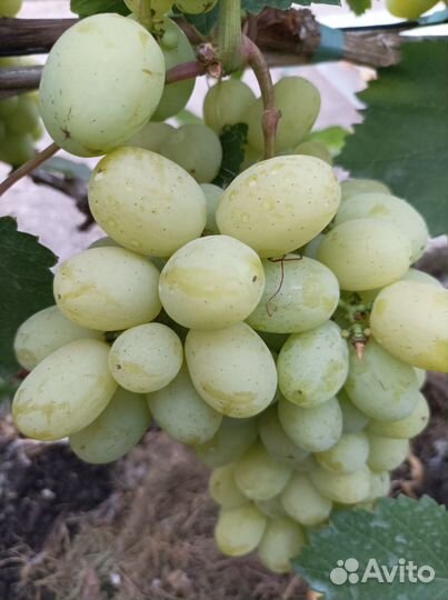Продам саженцы винограда
