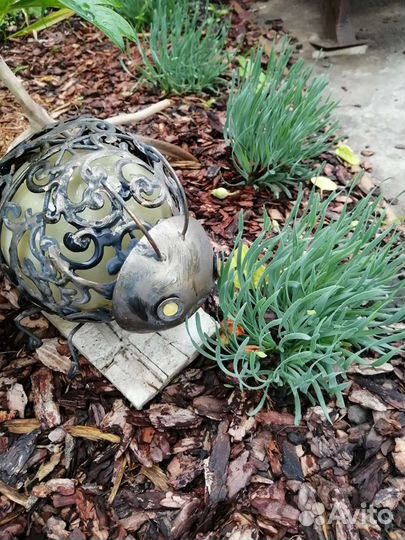 Растения для вашего сада