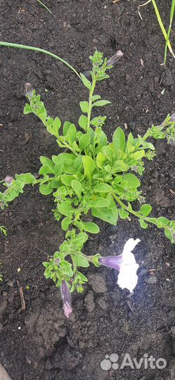 Петуньи тайдал Сильвер